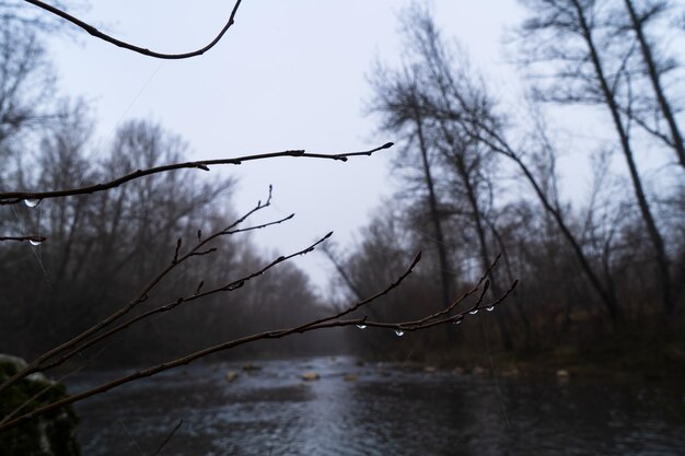 Winterlandschap van een rivier met waterdruppels op de takken als gevolg van regen