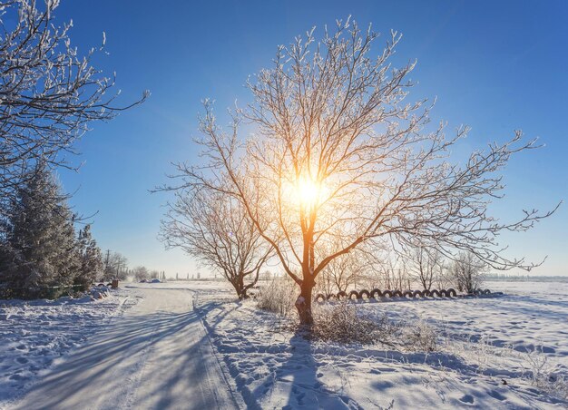 Winterlandschap van ijzige bomen