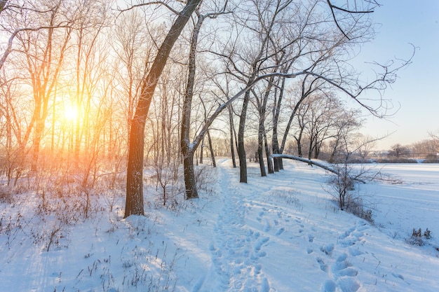 Winterlandschap van ijzige bomen