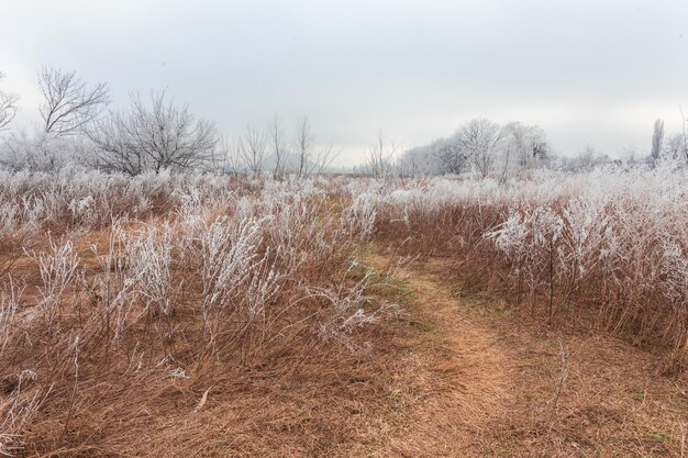 Winterlandschap vorst eiken in ijzige ochtend