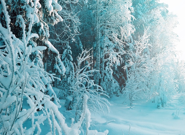 Winterlandschap. Winter besneeuwd bos