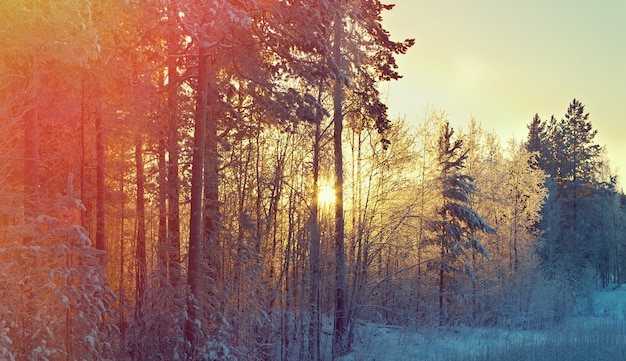 Winterlandschap. Winterschoonheidsscène