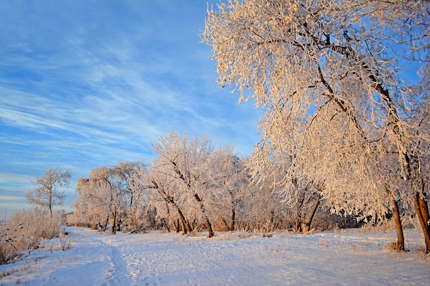 Winterlandschap