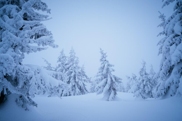 Winterlandschap