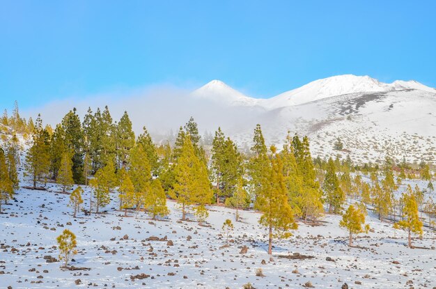 Winterlandschap