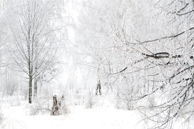 Winterlandschap