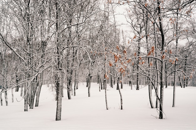 Winterlandschap