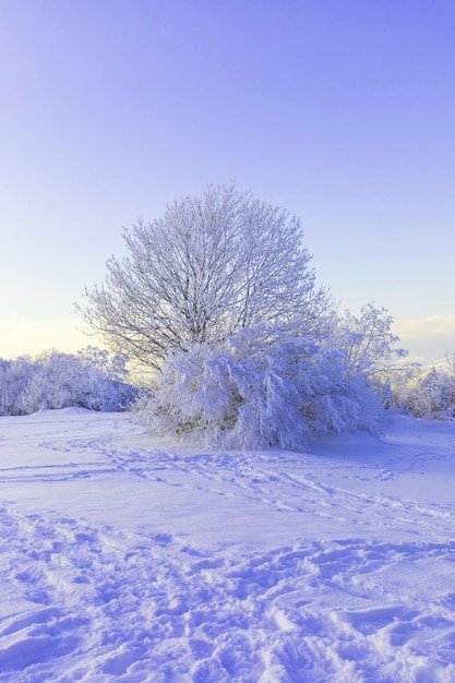 Winterlandschap