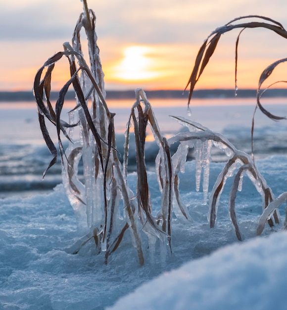 Winterlandschapsgras in ijs op het meer in sneeuw bij zonsondergang