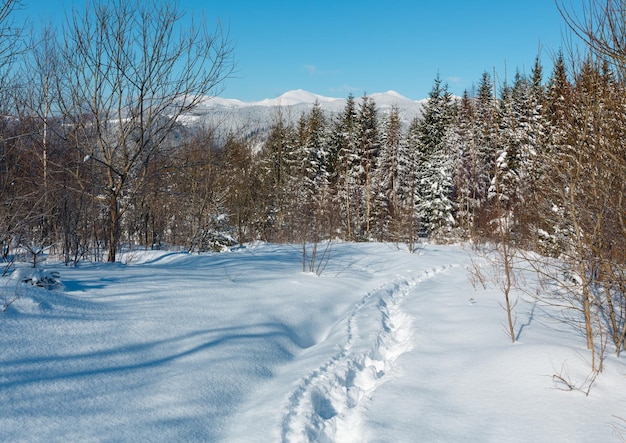 Winterochtend Karpaten Oekraïne