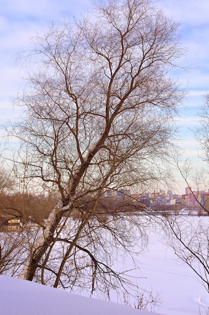 Winterochtend op de ob. een kale boom leunt naar een met ijs bedekte rivier in novosibirsk