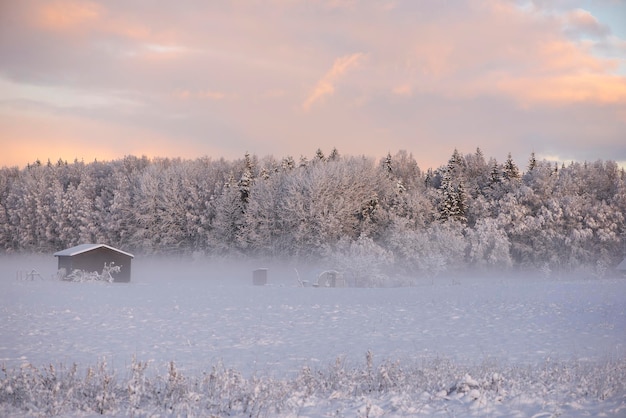 Winterochtendlandschap met berijpte bomen, besneeuwde wegsneeuw en mist, prachtig uitzicht op het platteland