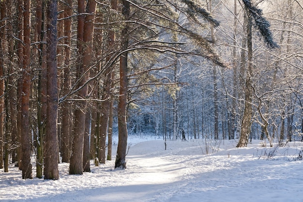 Winterpad tussen de bomen in het besneeuwde bos Natuurlijk winterboslandschap in het daglicht.