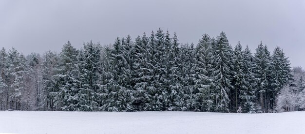 Winterpanorama met besneeuwde bomen in het Zwarte Woud Duitsland