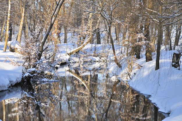 Winterpark in de sneeuw