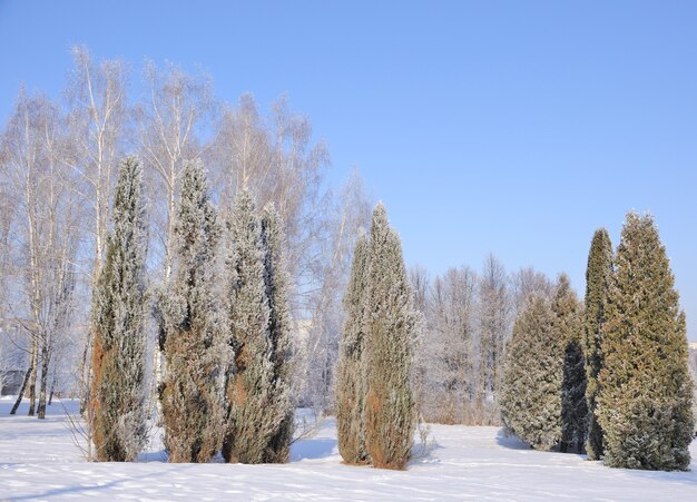 Winterpark in de sneeuw