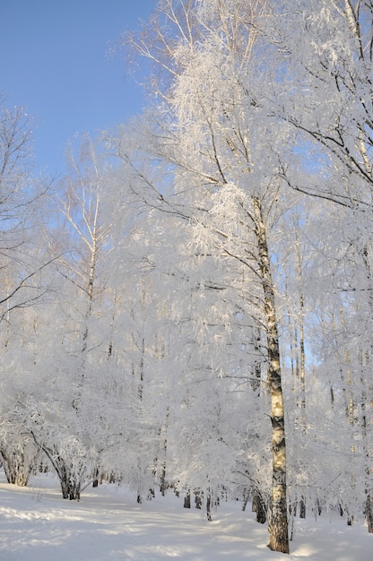 Winterpark in de sneeuw