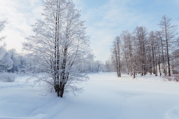 Winterpark met besneeuwde bomen op een heldere dag.