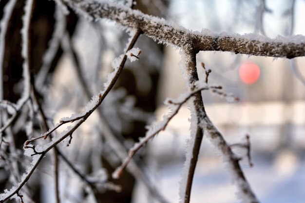 Winterpark met bomen bedekt met vorst en sneeuw