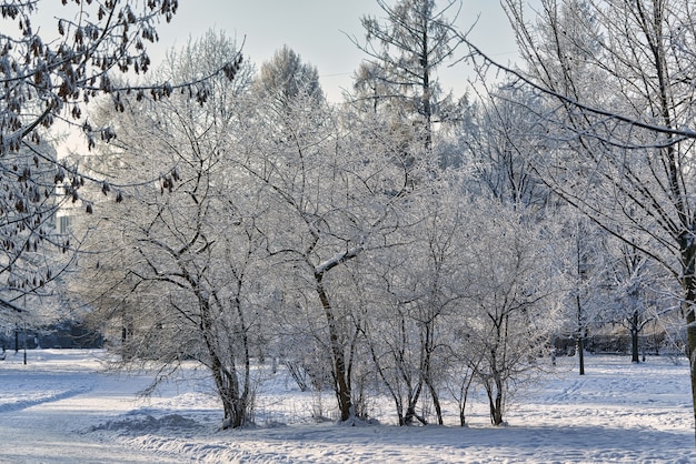Winterpark met bomen bedekt met vorst en sneeuw
