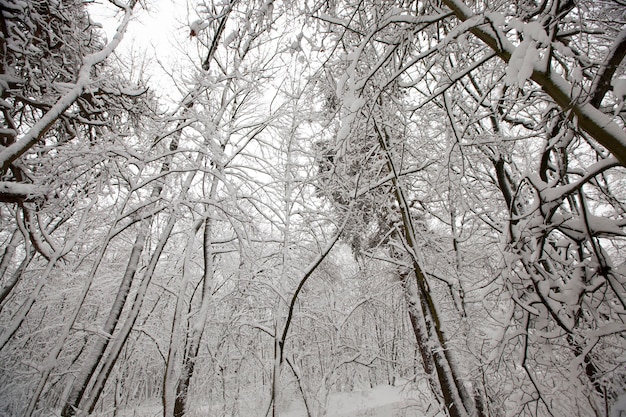 Winterpark met bomen zonder blad