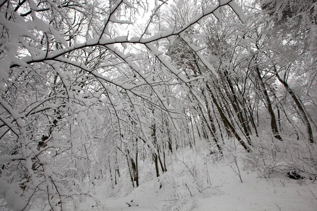 Winterpark met bomen zonder blad