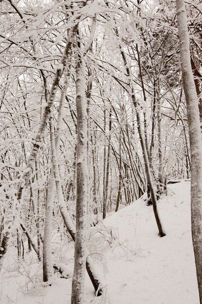 Winterpark met bomen zonder blad