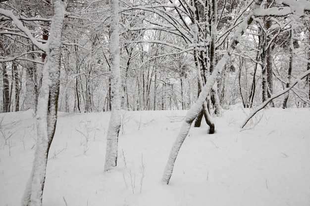 Winterpark met bomen zonder blad