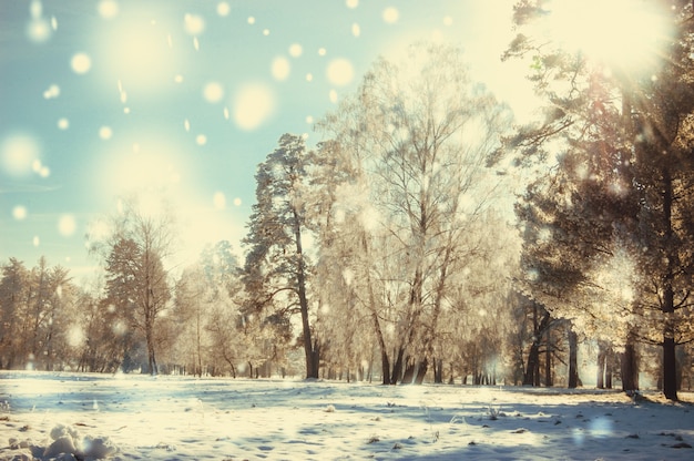 Winterpark op een zonnige dag