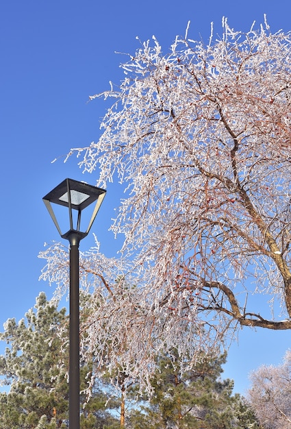 Winterpark. Straatlantaarn en boomtakken bedekt met sneeuw tegen de blauwe lucht