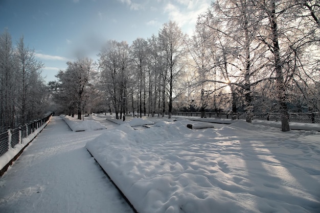 Winterparktak van de plant bedekt met sneeuw