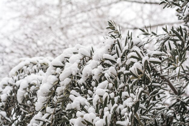 Winterpatronen op bomen, besneeuwde bomen