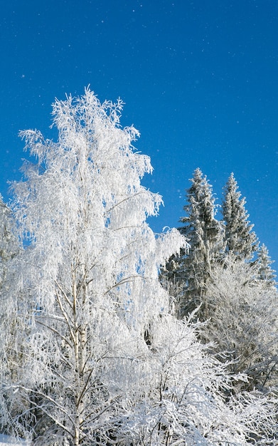 Winterrijp en besneeuwde bomen op blauwe sneeuwval hemelachtergrond
