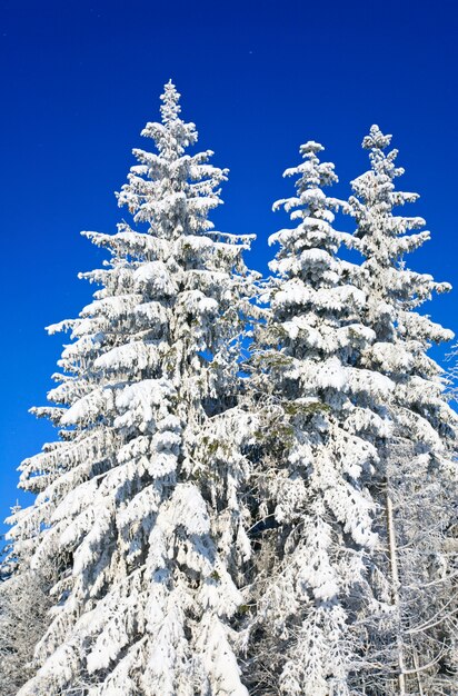 Winterrijp en besneeuwde boomtoppen op blauwe lucht met wat sneeuwvalachtergrond