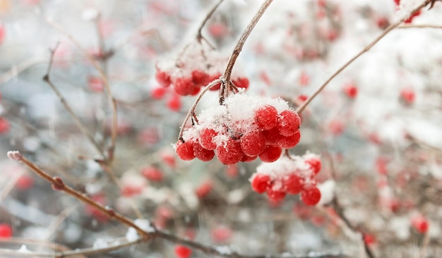 Winterrode takken van viburnumbessen zijn bedekt met sneeuw winterfoto