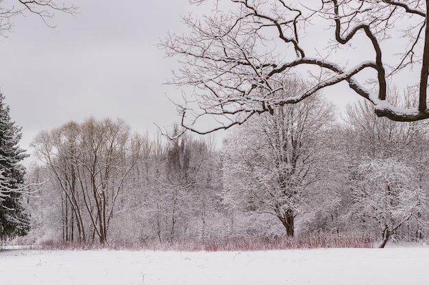 Winterruimtes in Babolovsky Park Achtergrondbos in de winter