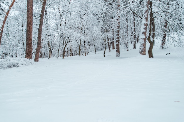 Winters aanblik in het bos. besneeuwde bossen. ruimte kopiëren. sneeuwstorm