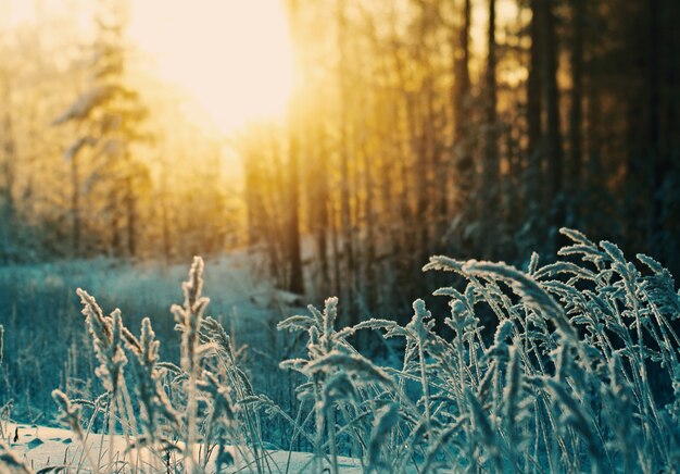 Winters tafereel. Bevroren bloem. dennenbos en zonsondergang and