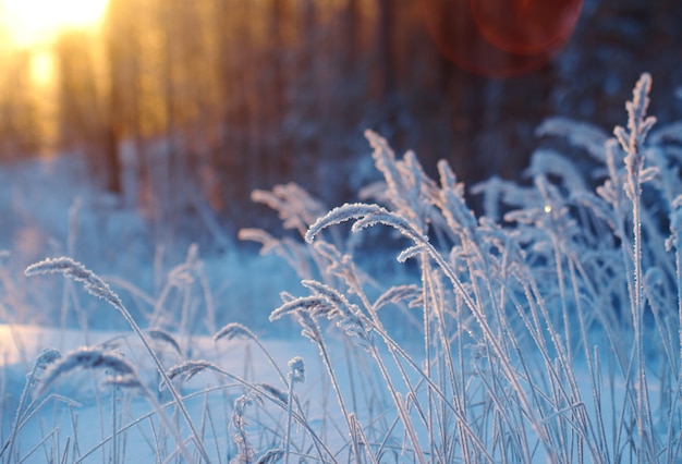 Winters tafereel. Bevroren bloem. dennenbos en zonsondergang