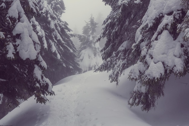 Winters tafereel bos bedekt met sneeuw, afgezwakt als instagram-filter