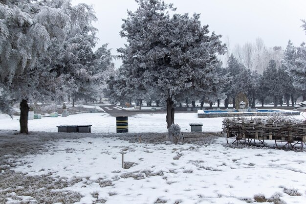 winterscene in de winter seasone bomen met sneeuw sneeuwpark