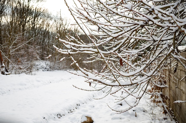 Winterschoonheid Er viel veel sneeuw voor Kerstmis en Nieuwjaar Bomen in december Kopieer de ruimte