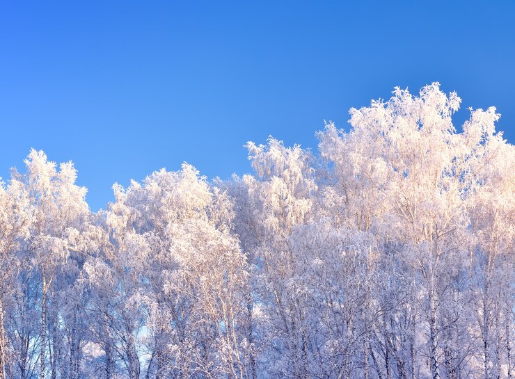 Winterse bomen. Takken bedekt met dikke vorst tegen een strakblauwe lucht