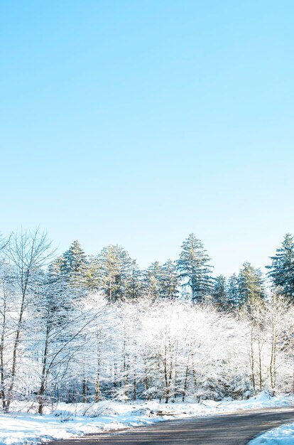 Winterse scène sneeuwval in het bos Op een prachtige winterdag glinsterde het met sneeuw bedekte bos onder de blauwe hemel