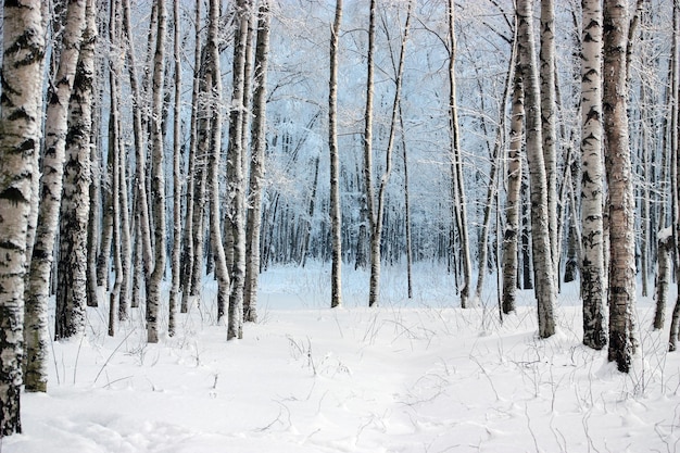 Winterse sneeuwlandschap bos