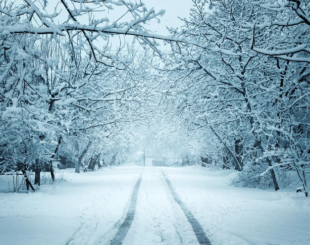 Winterse sneeuwlandschap bos