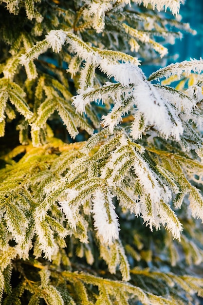 Winterseizoen Een groenblijvende kerstboom met de belangrijkste takken bedekt met witte sneeuw Schoonheid zit in de natuur Natuurlijke achtergrond en textuur