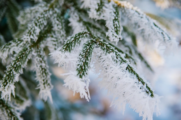 Winterseizoen Een groenblijvende kerstboom met de belangrijkste takken bedekt met witte sneeuw Schoonheid zit in de natuur Natuurlijke achtergrond en textuur