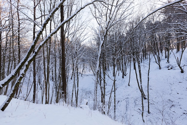 Winterseizoen in het bos of in het park met kale bomen, loofbomen zonder gebladerte in de sneeuw na sneeuwstormen en sneeuwval