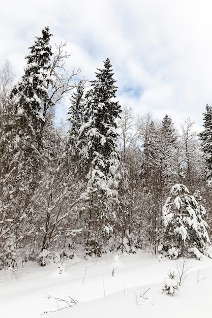 Winterseizoen van het jaar in het bos